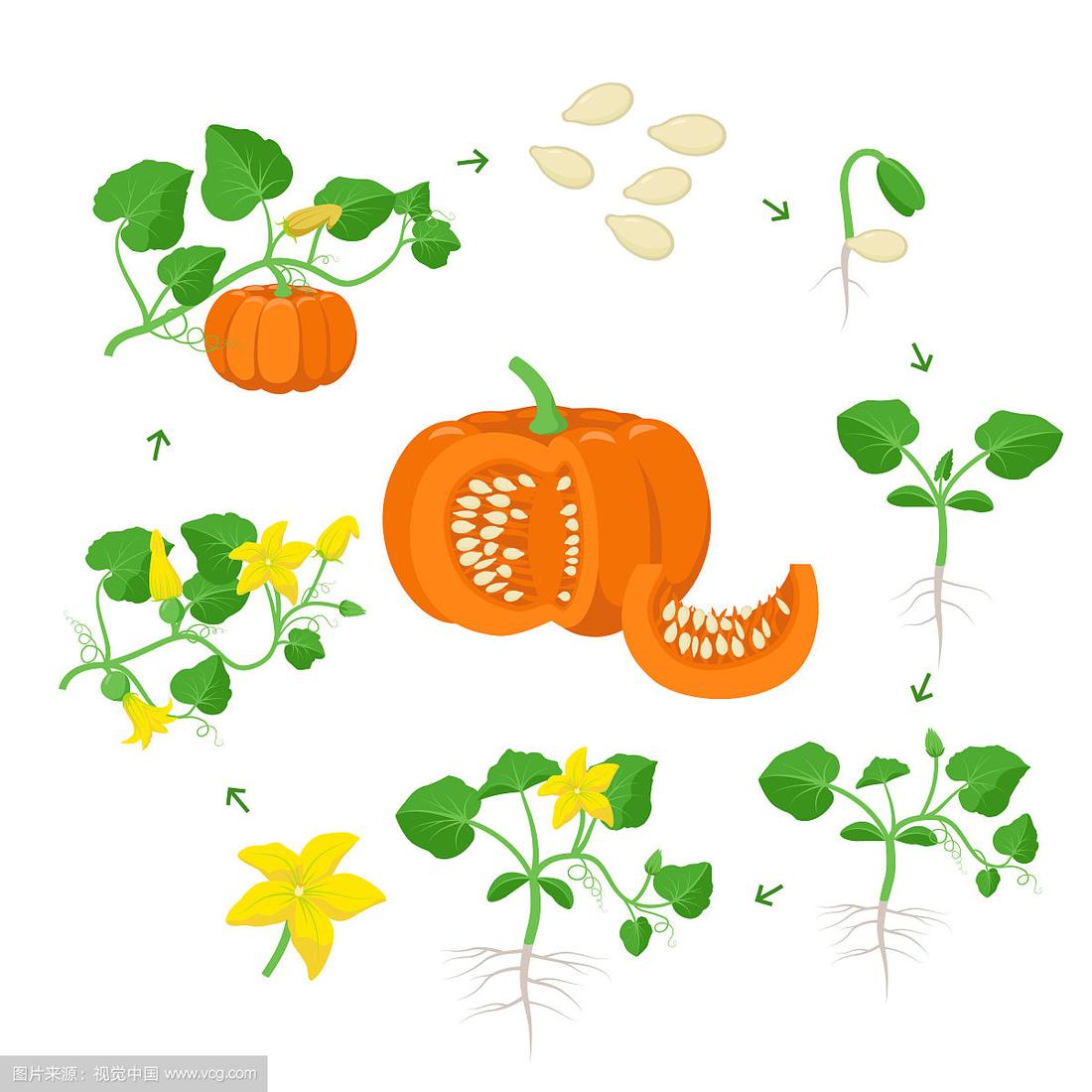 南瓜植物生长阶段信息图表元素
