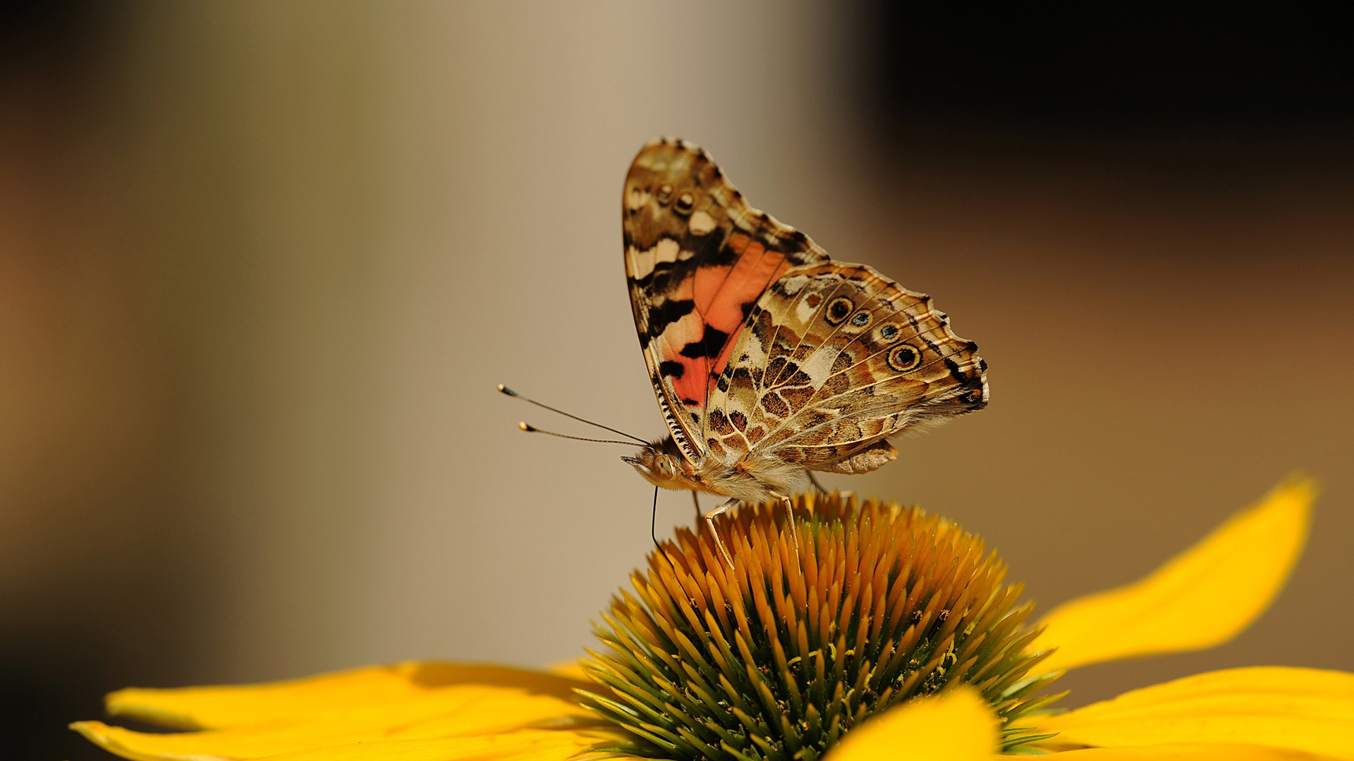 花间蝴蝶唯美高清桌面壁纸