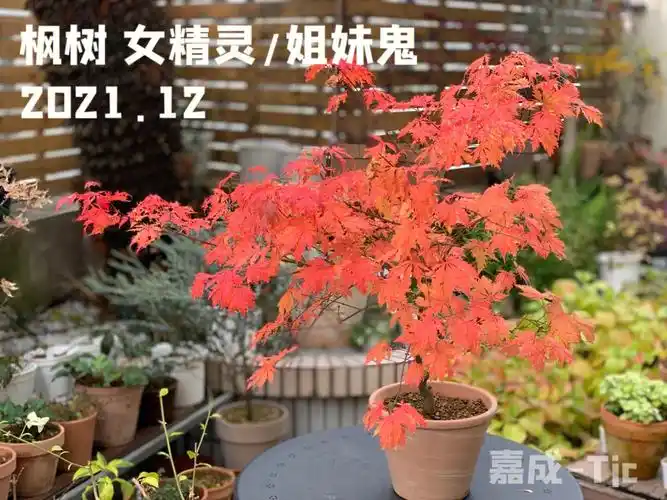 枫树女精灵姐妹鬼