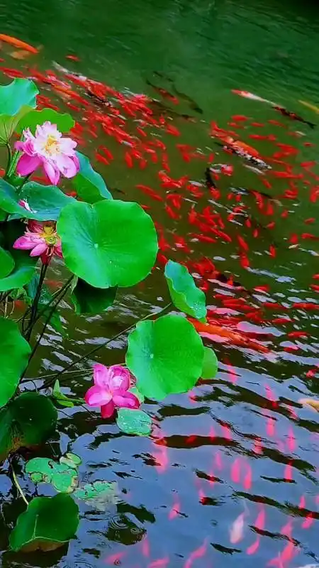 治愈系#锦鲤戏荷间荷花盛开如此美丽#带你看美景寻找最美锦鲤