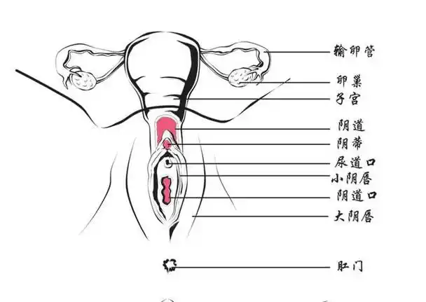 女性割礼是为了保护自己阴蒂割礼