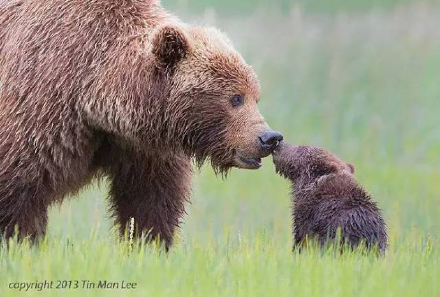 15张经典动物母爱照片温暖你的心