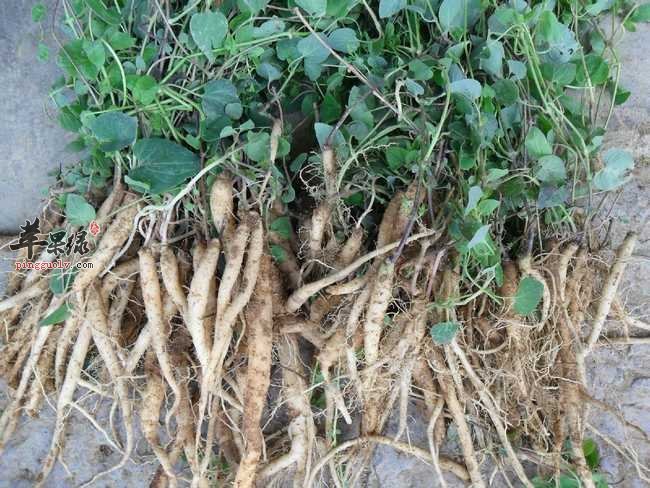 服用党参需要注意副作用