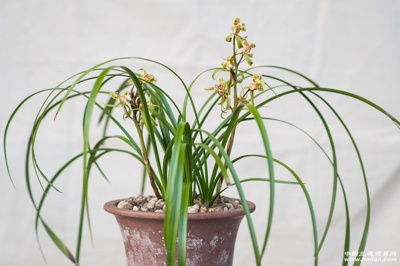 我的2020蕙兰紫砂星