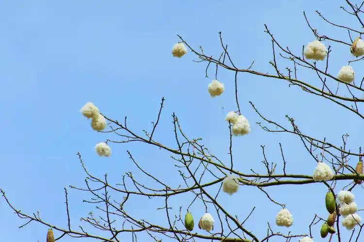 美丽异木棉春天开出朵朵雪白棉花