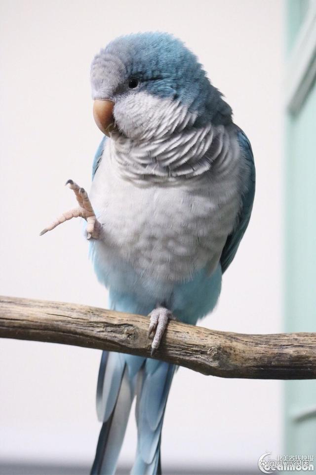 和尚鹦鹉也称为僧侣鹦鹉或胖子鹦鹉,是国内目前少数个人合法饲养的