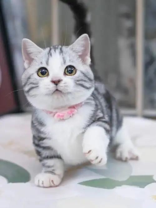 美短起司矮脚弟弟