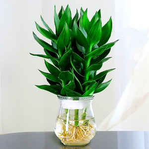 观音竹富贵竹水培植物盆栽室内巴西木厅绿植净化空气桌面招财花卉