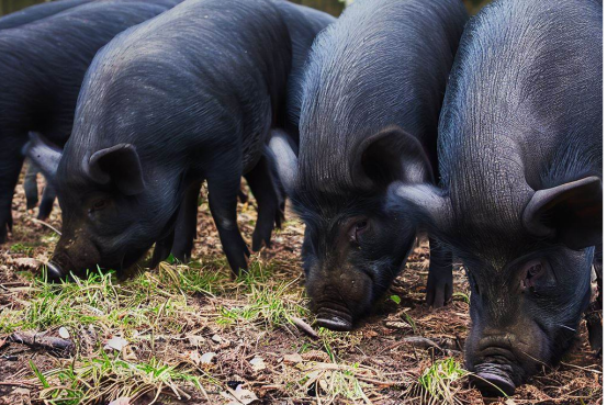 乌金猪是一种中国的地方黑猪品种,它在不同地区有不同的称呼,如可乐猪