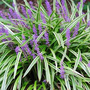 苗圃销售金边麦冬草花边麦冬草图片价格