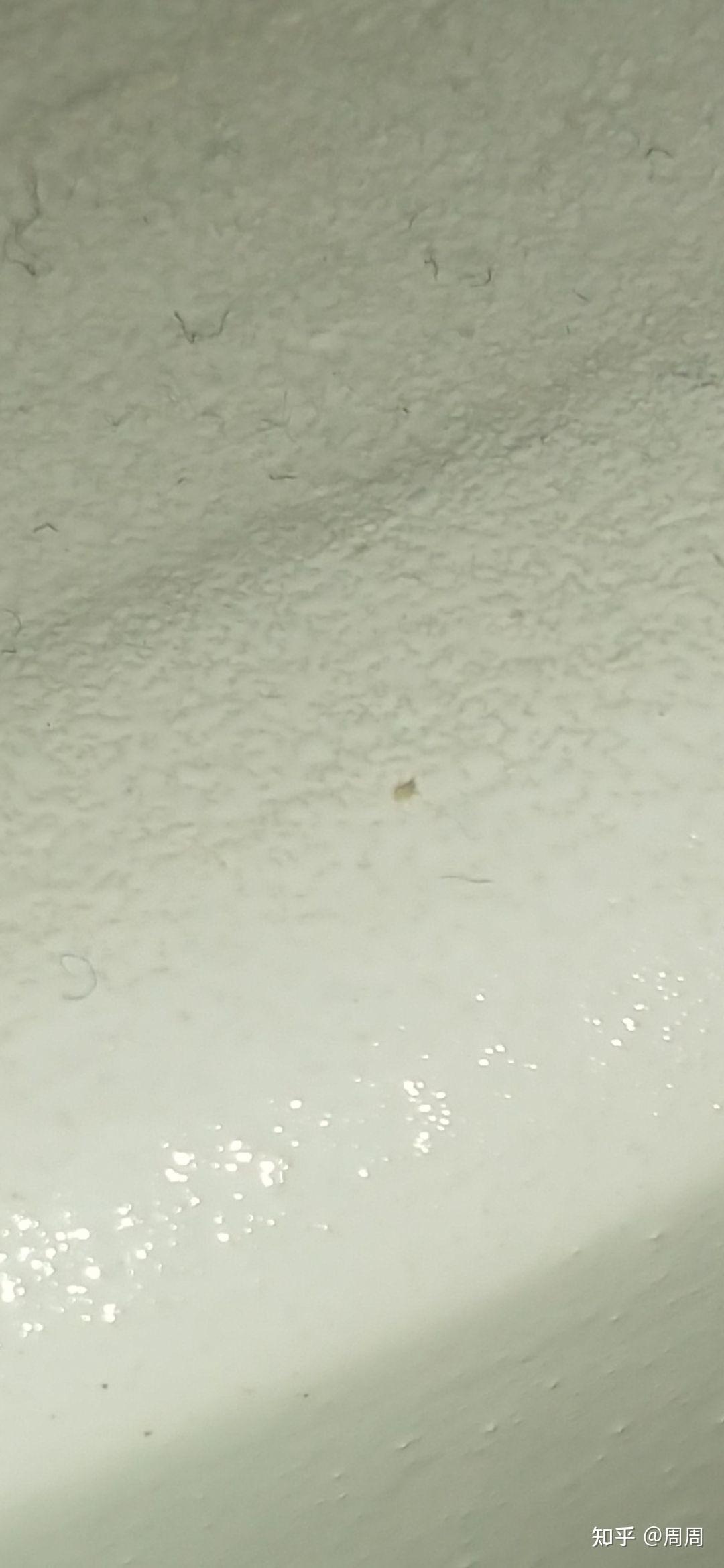 床上和手机壳上发现了这样的小虫子,白色的,很小很小,爬的还挺快,这是