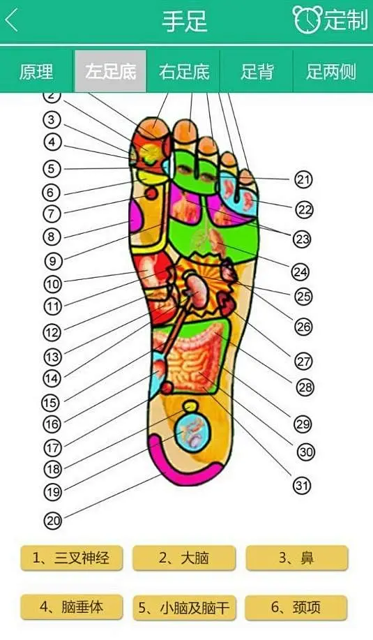 教育 云卫人体反射区实验模型
