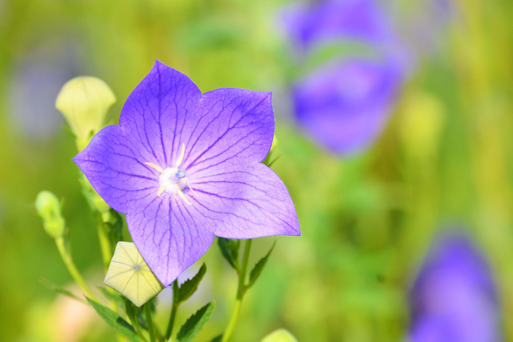 紫蓝色的梦紫蓝色的桔梗花原创摄影