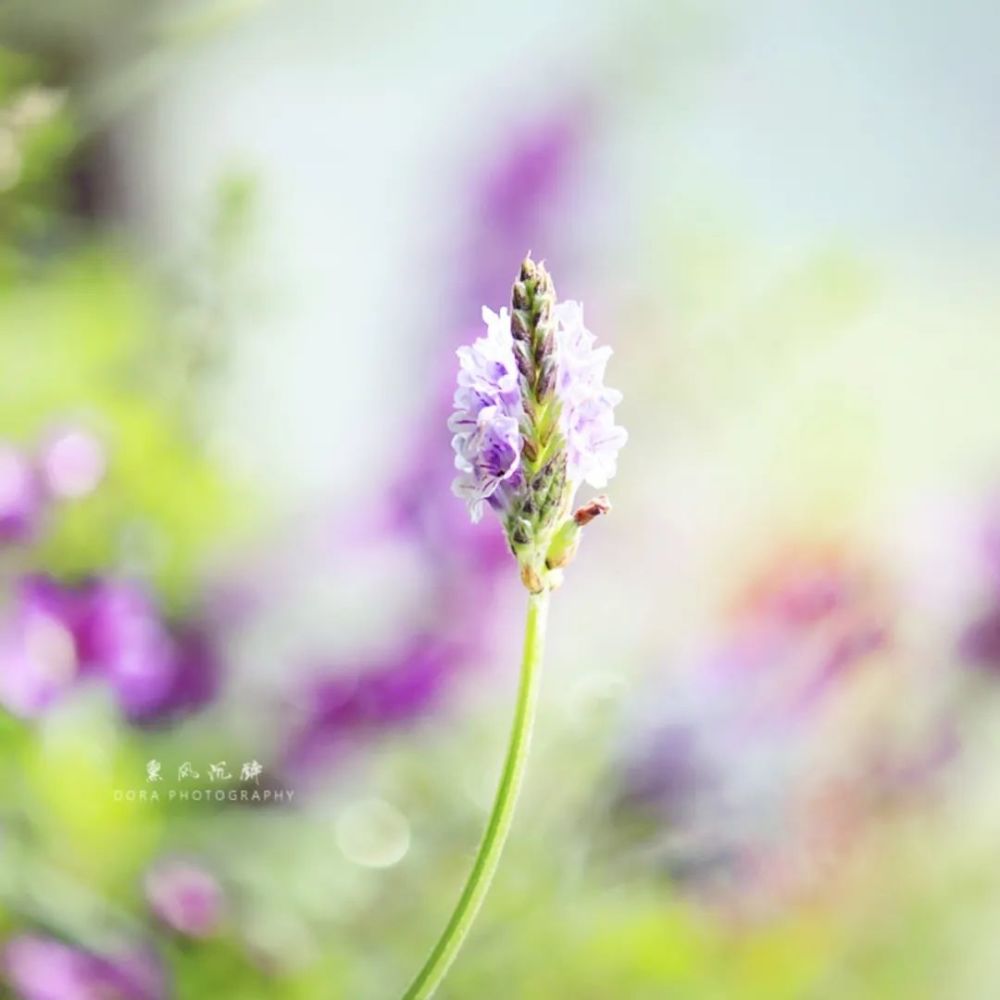 岁月因淡然而静美