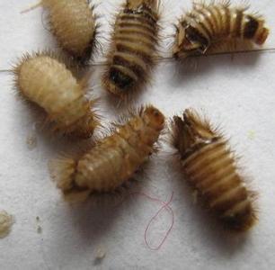 这是什么虫? 求解!【皮蠹虫】