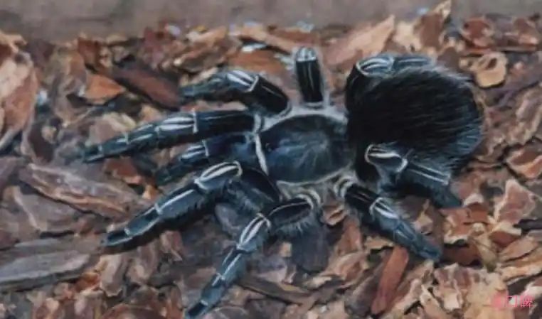 世界上最大的蜘蛛是巨大的狼蛛.