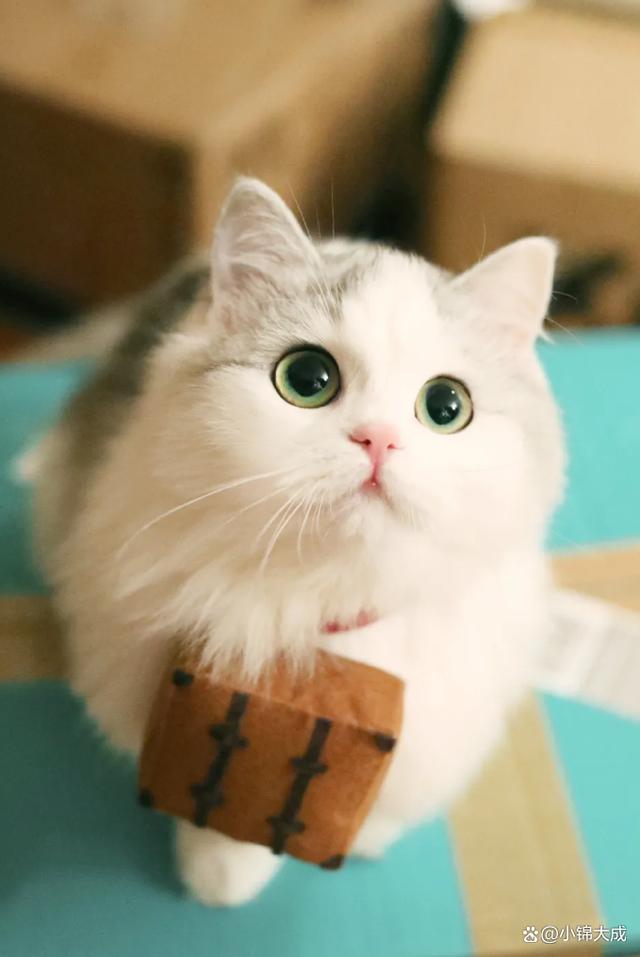 猫咪,是多数人心目中可爱的宠物,一看到它们萌萌的外表,就忍不住心生