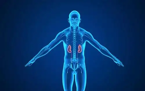 男人护肾养肾的科学方法