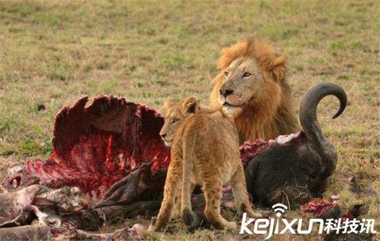 动物界吃人排行榜:吃人第一狂魔竟是它(17)