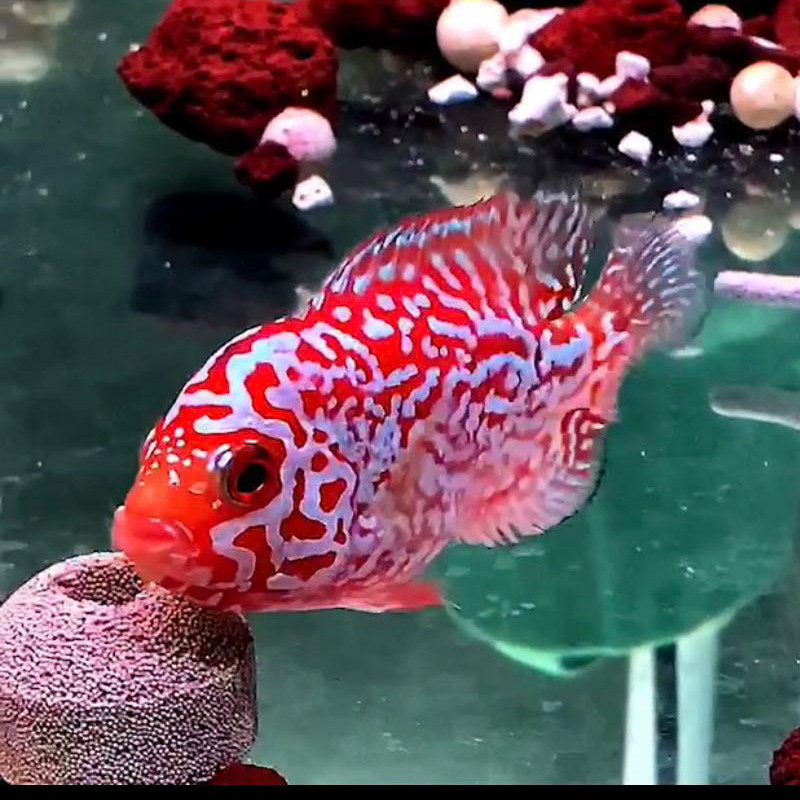 罗汉鱼鱼苗-特价促销-优惠券领取-价格|多少钱|什么牌子好-35优惠券