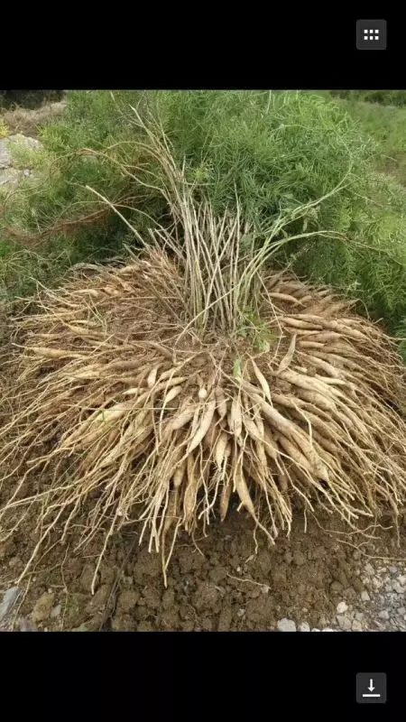 贵州黄平县太子参产业太子参增产叶面肥