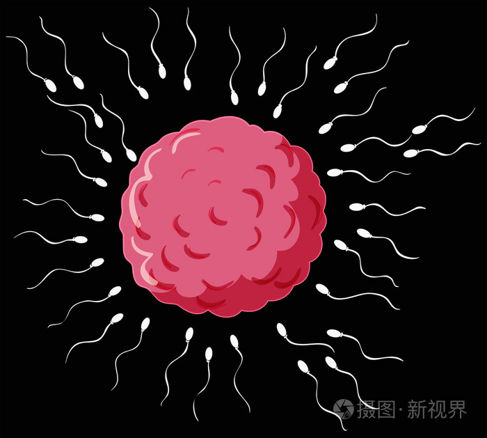 在人体生殖过程