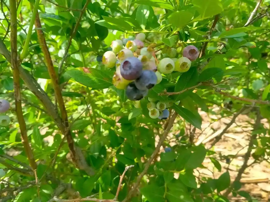 庙子龙王幢大泽裕摘蓝莓酸甜可口