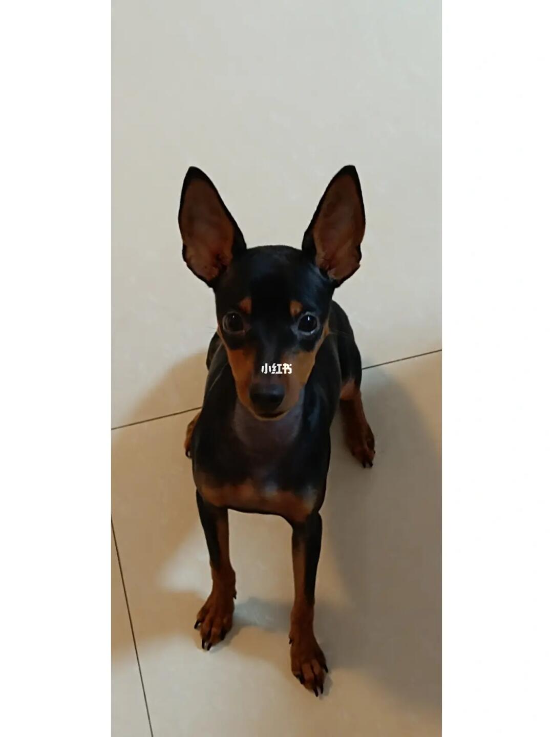 它到底是小鹿犬还是迷你杜宾犬