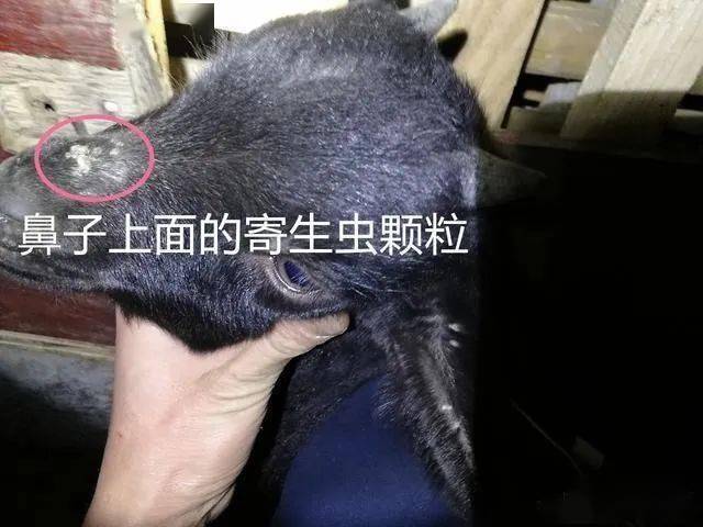 新手养山羊感染寄生虫请教老师傅如何正确驱虫及注意事项