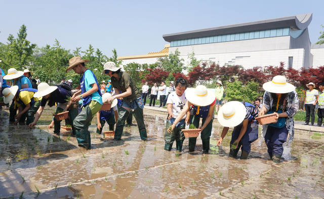 城里娃穿插秧靴下水田种植京西稻体验农耕文化