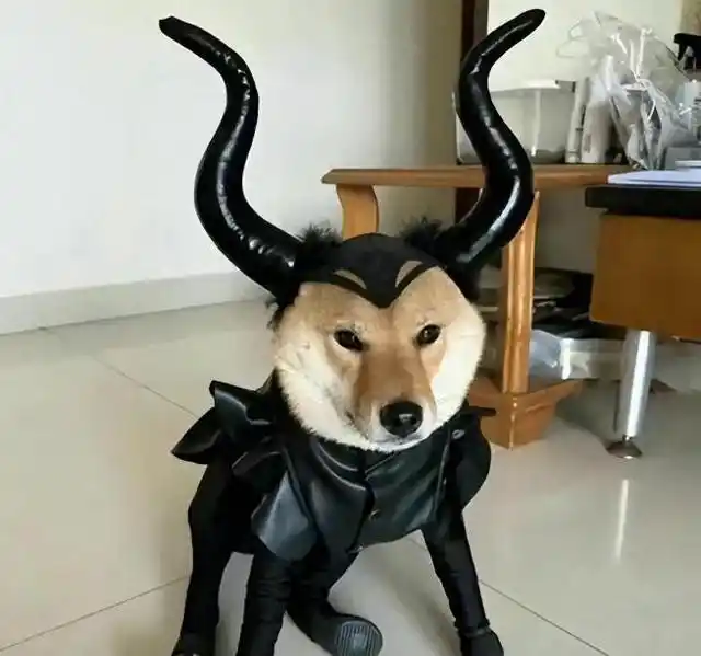 看到他们头上的角,是不是联想到了之前广受欢迎的一个小柴犬的表情包?