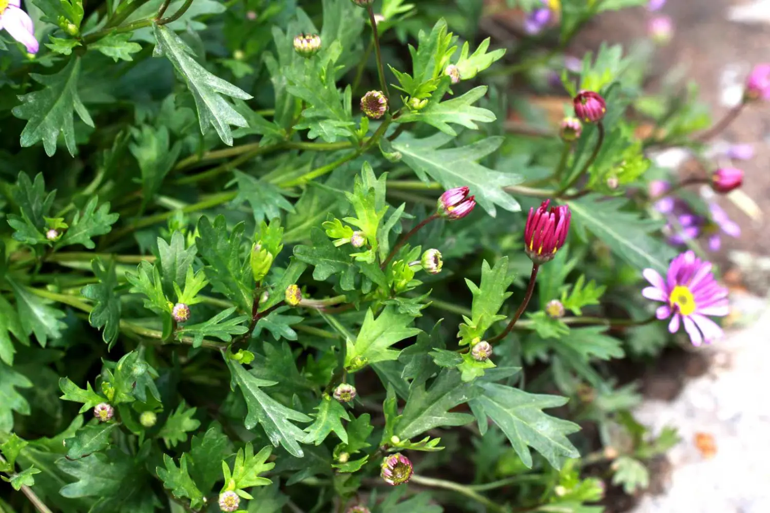 【鹅河菊】菊科,鹅河菊属