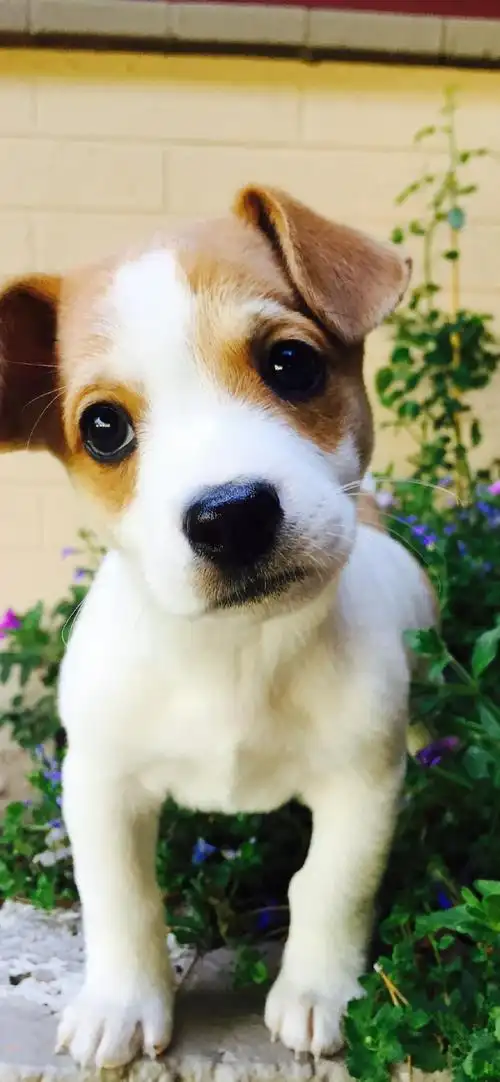 可爱动物萌宠摄影高清手机壁纸