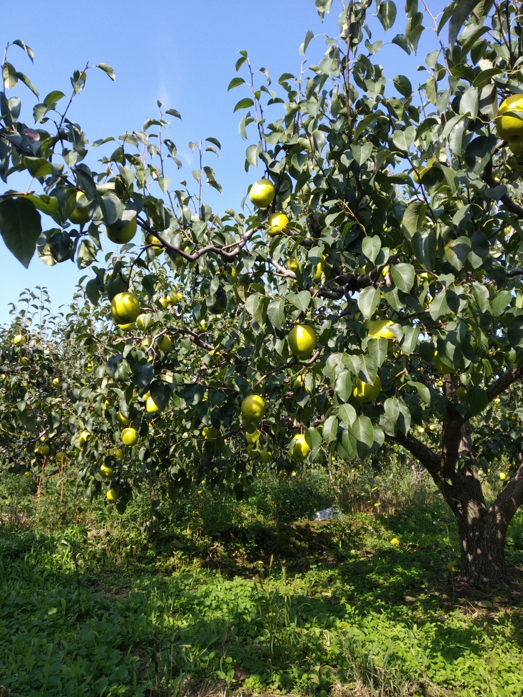 [雪梨批发] 雪花梨价格1元/斤 - 惠农网