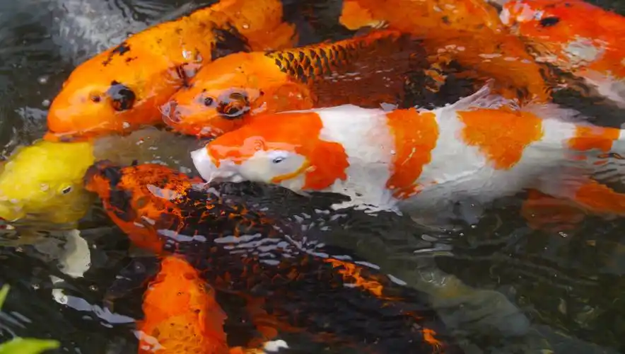 观赏鱼锦鲤图片,高清图片,电脑桌面-壁纸族