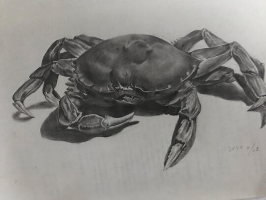 螃蟹素描图片_小红书