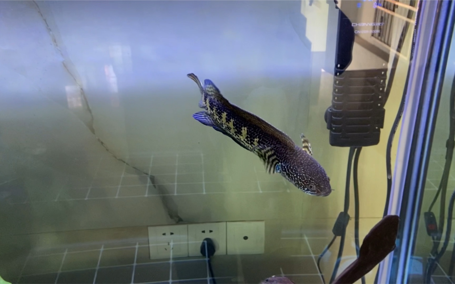 (眼镜蛇雷龙)蒙眼换缸治疗好了,还回去大缸.总结,蒙眼没必要下药.