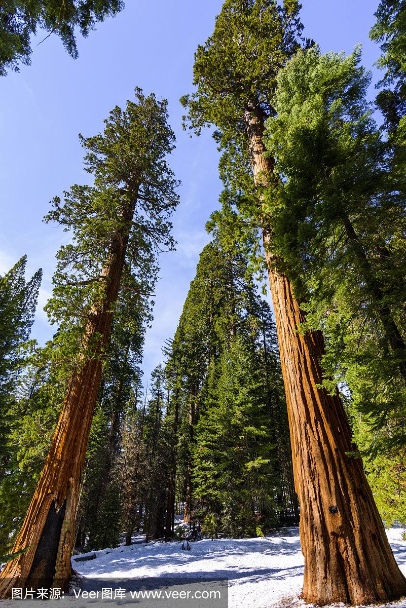 加州红杉国家公园的巨型红杉树