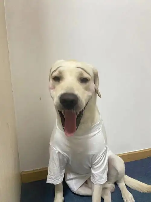 有了眉毛的狗狗确实可爱