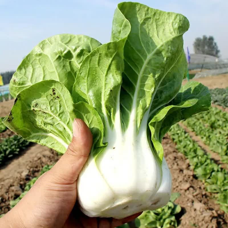 赤卉矮脚奶白菜种子四季小白菜奶油白菜阳台蔬菜四季菜种子蔬菜种子