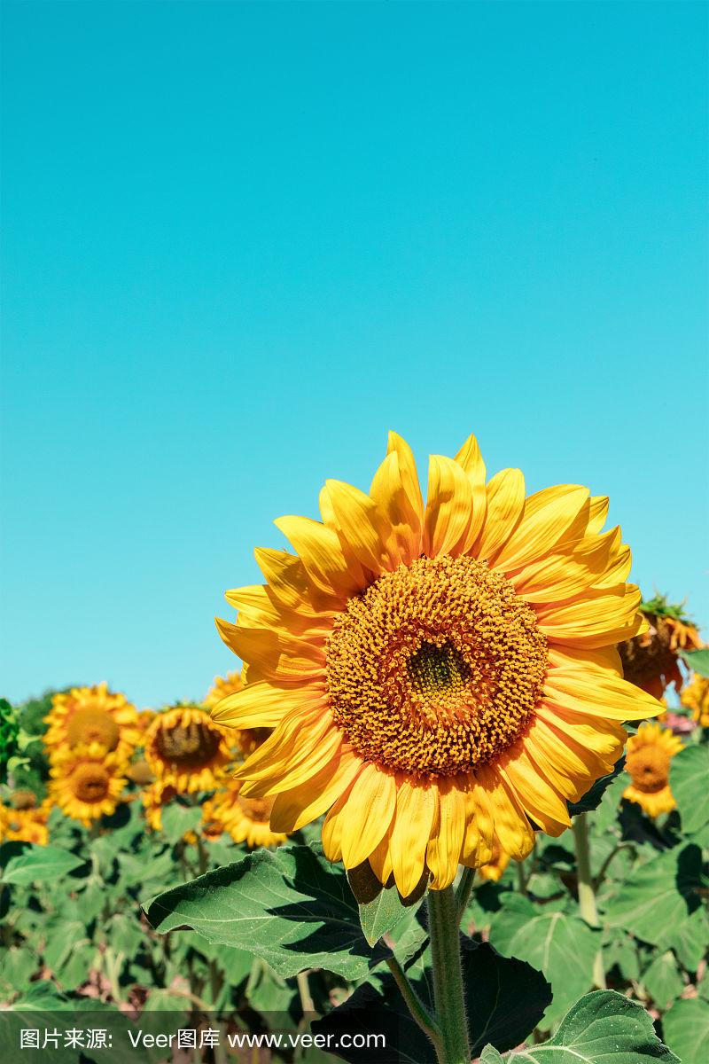 充满活力的向日葵在阳光的田野与地方的文本