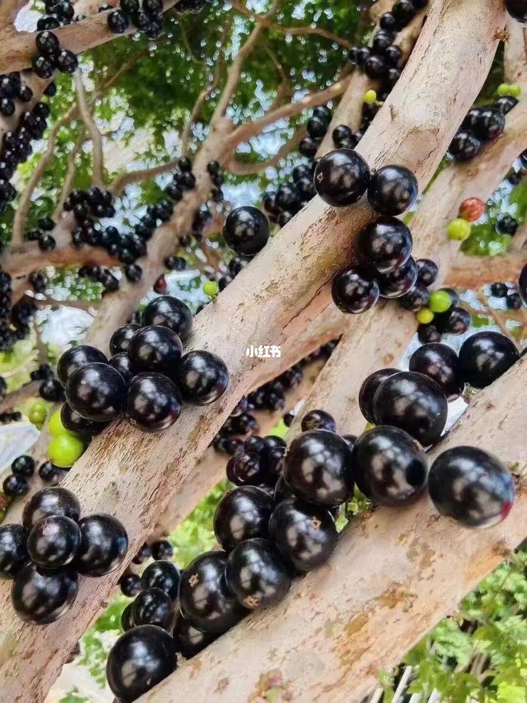 长在树上的葡萄又称嘉宝果黑葡萄