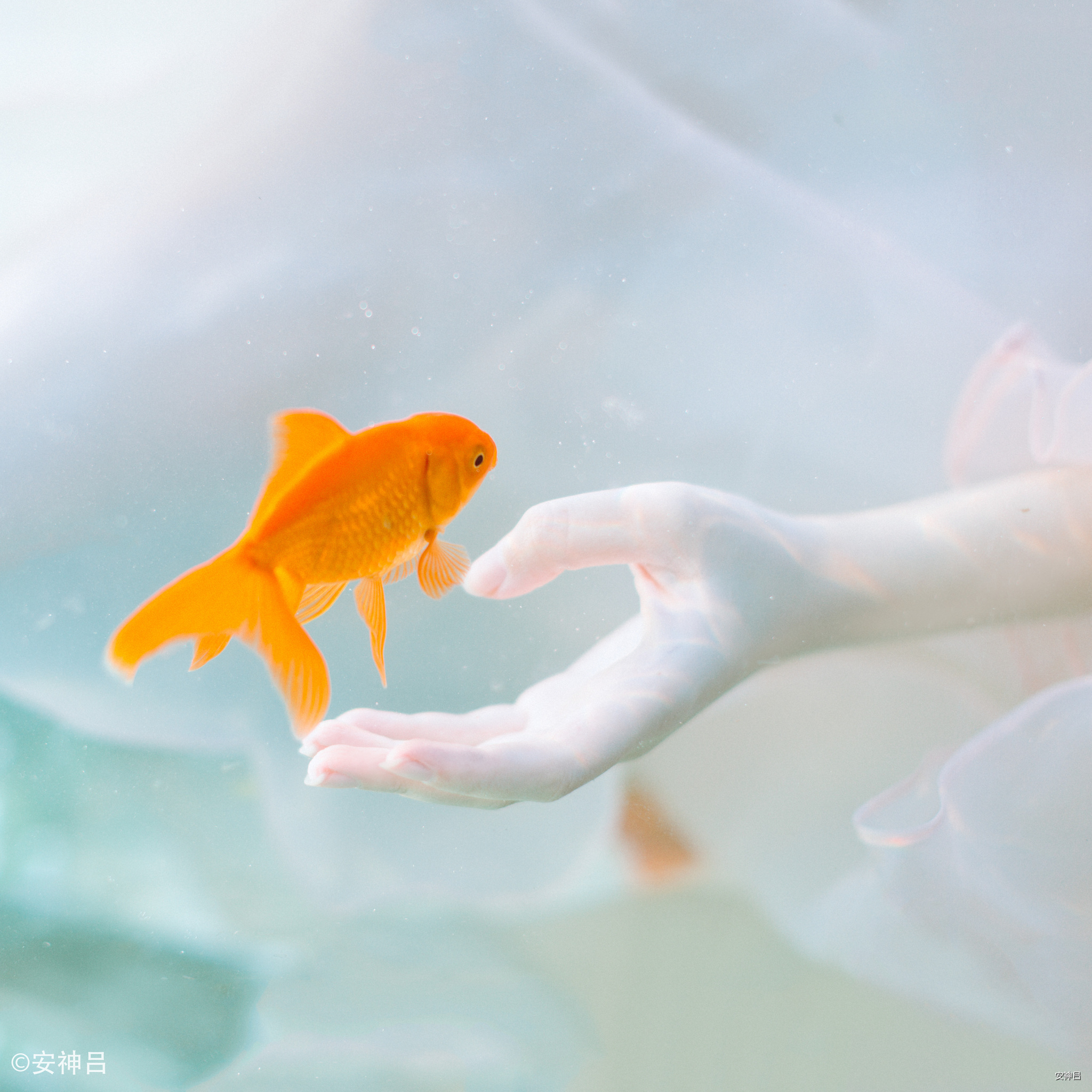 水下摄影:我是一只悲伤沉默呼吸的鱼!