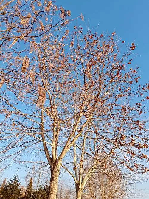 冬天的树 - 美篇