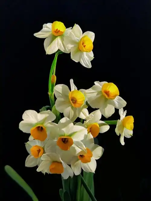 家有水仙在绽放