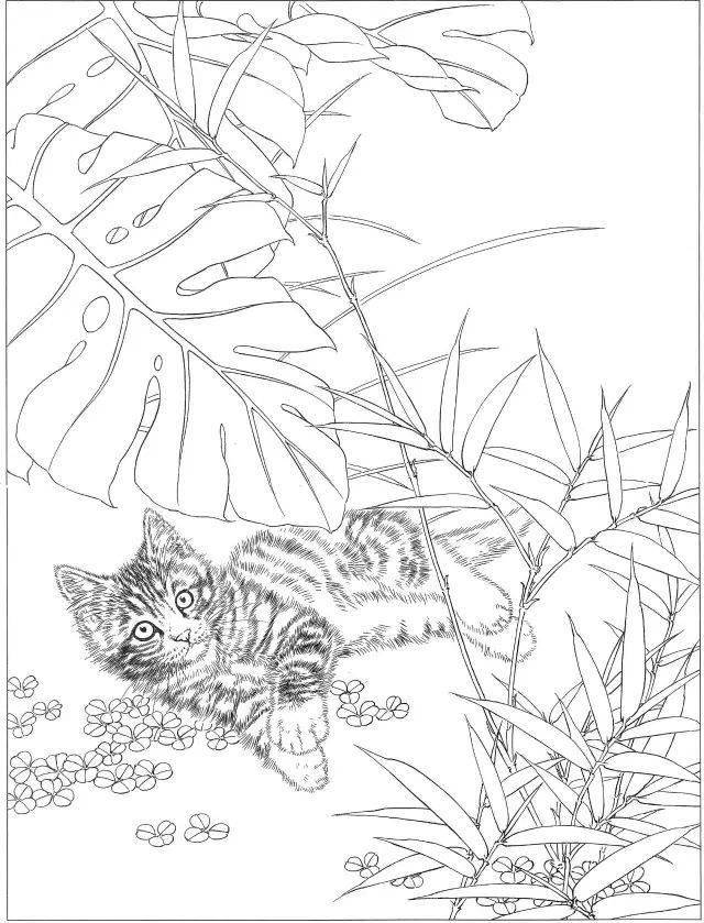 素材 | 邢诚爱工笔画猫专辑 白描作品图都有 请收藏