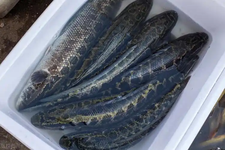 黑鱼怎么吃 黑鱼的家常做法大全