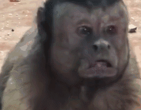 网红人脸猴火了天津动物园全是来看这只猴王的