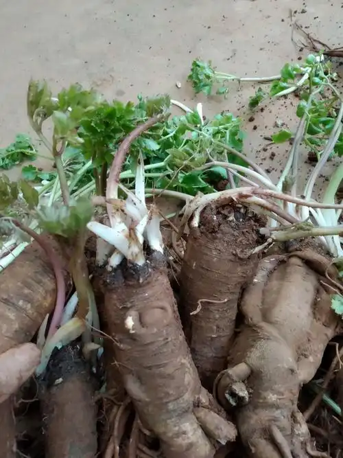 文山干当归头1斤云南药当归无硫大棚暴晒石头当归头磨粉切片