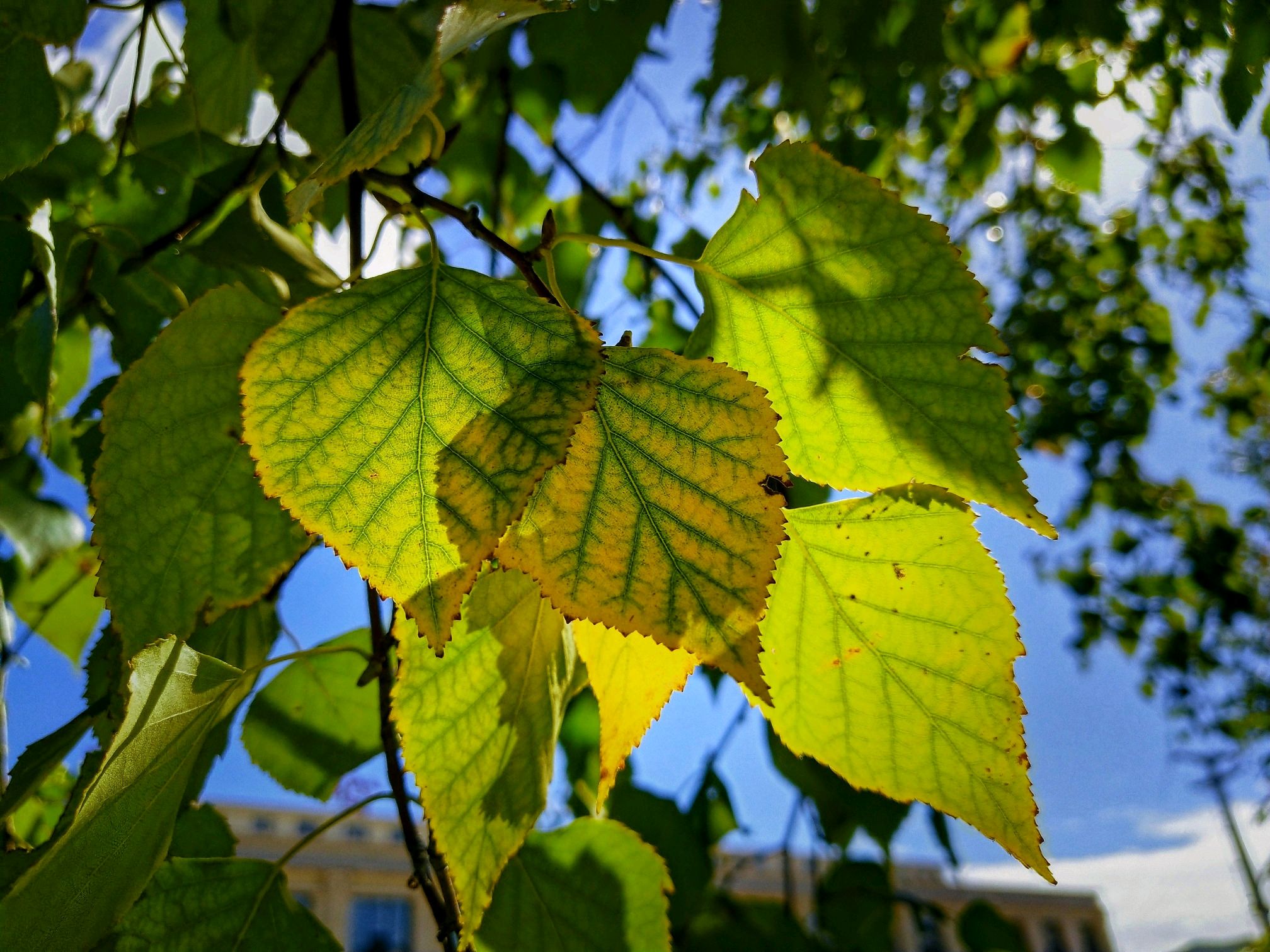 【x21s】 透光的树叶